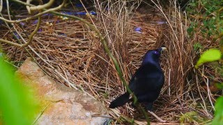 Satin Bowerbird Ptilonorhynchus violaceus ♂ at his bower 6 [upl. by Reteip231]