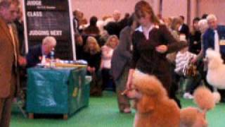 Ivanola Apricot standard poodle at Crufts [upl. by Viva491]