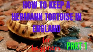 How to Keep a Hermanns Tortoise [upl. by Saxet71]