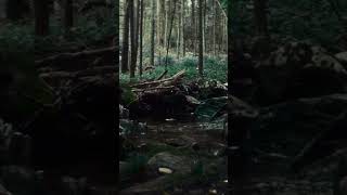 dehancer cinematic gh5 calm rs3 dji forest stream [upl. by Anawal]