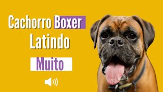 Cachorro Latindo  Boxer latindo Bravo [upl. by Atalaya489]