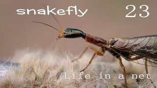 Snakeflies are a group of relict insects common in Europe and North America [upl. by Aronoff]