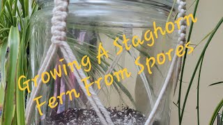 Growing A Staghorn Fern From Spores  Growing Crazy With Jeanette  S4 E7 [upl. by Earleen]