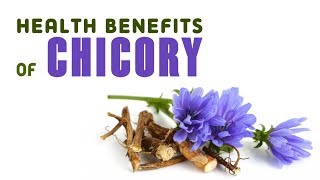 8 Health Benefits of Chicory [upl. by Riobard442]