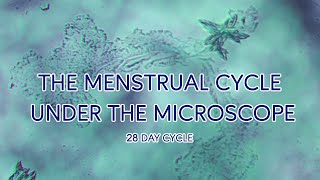 The Menstrual Cycle Under The Microscope 28 Day Cycle [upl. by Jacobo]