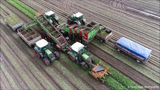 Aardbeiplanten rooien  Harvesting strawberry plants  Erdbeerpflanzen roden  Fendt  Basrijs [upl. by Yci]