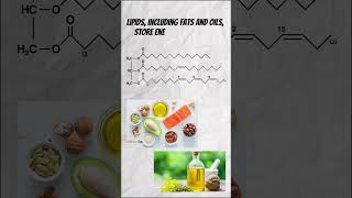 Lipids biology chemistry learning science [upl. by Lukash]