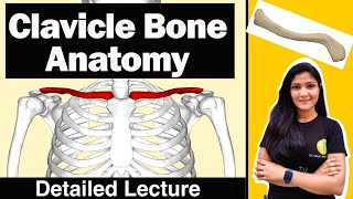 Clavicle Bone Anatomy Bony Landmarks and Articulations Functions Attachments by Dr Mitali Yadav [upl. by Chev]