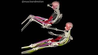 TRADITIONAL SITUP Vs MODIFIED BENTKNEE SITUP [upl. by Novad]