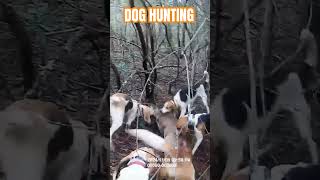 Dogs Caught the Deer deer hunting animals doe [upl. by Harriott]