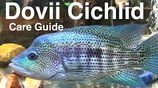 Dovii Cichlid Care Guide Wolf Cichlid [upl. by Ajak]