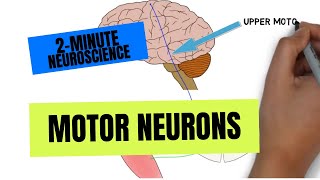 2Minute Neuroscience Motor Neurons [upl. by Adaline736]