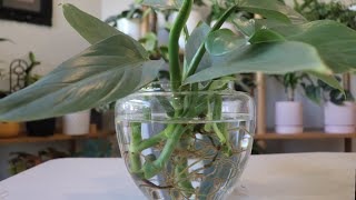 How to propagate Philodendron Silver Sword [upl. by Price769]