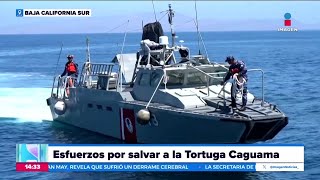 Investigan las causas detrás de la muerte de tortugas caguamas en Baja California Sur  Crystal [upl. by Zeba608]