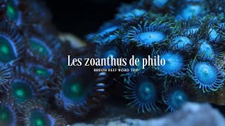 Les zoanthus de philo [upl. by Tsuda360]