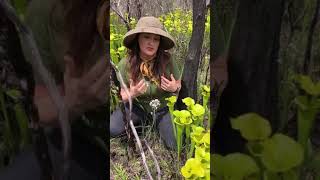 Pitcherplant Bog in the Apalachicola National Forest [upl. by Walden]