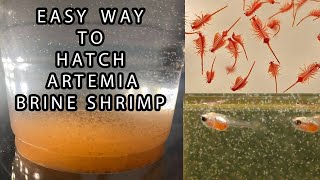 How to hatch brine shrimp easy way  A R T E M I A   in Tamil [upl. by Elamrej]