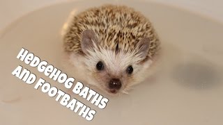 Hedgehog Care Baths and Footbaths 2014 [upl. by Lyrahs]