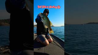 Some offshore Arig action follow fishing viralvideo trending youtubeshorts folsom fun like [upl. by Englebert]