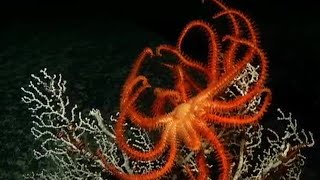 Undersea Volcanoes  Planet Earth  BBC Earth [upl. by Ahsratal155]