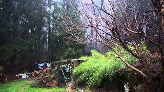 Wetter 09012015  Sturm im Wald mit Regen und Hagel [upl. by Asinla]