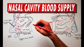 Anatomy Tutorial  Nasal Cavity Blood Supply [upl. by Latsyrd406]