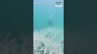 RecordBreaking Coral Bleaching Event Affects 77 of the Worlds Reefs  DRM News  AL1V [upl. by Neelyad]