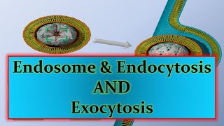 Endosome amp Endocytosis AND Exocytosisppt [upl. by Ettevol]