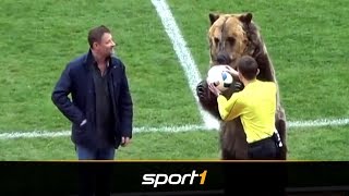 Irrsinn in Russland Bär übergibt Schiri den Ball  SPORT1 [upl. by Jonah]