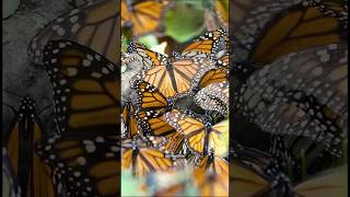 The long journey of the Monarch butterfly shorts monarchbutterfly butterfly [upl. by Diahann]