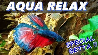 LE PLUS BEAU POISSON POISSON COMBATTANT  BETTA SPLENDENS  Aquariophilie by Aqua Zen [upl. by Assirol]