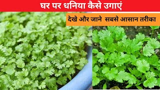 गर्मियों में धनिया कैसे उगाये।ghar par dhaniya kaise ugaye ।। How to grow coriander at home। [upl. by Frayda]