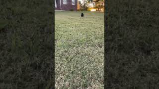 Sir the Boykin Spaniel French Brittany Mix retrieve [upl. by Alasteir]