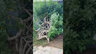 A chair grown naturally from a tree funfacts [upl. by Monte]