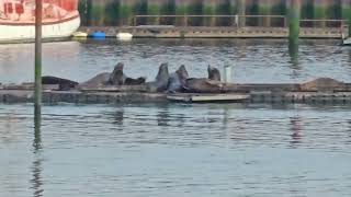 Over 100 harbor seals in Astoria OR [upl. by Dranal]