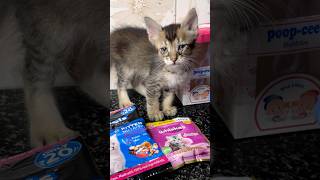 പയ്യന്റെ ആദ്യത്തെ Unboxing ആണേയ്😜 Cat loverscat unboxingpet worldwhiskas food shortvideo [upl. by Esirahs158]