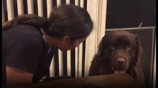 Clever dog asks owner for hug ends up stealing her food [upl. by Greenburg99]