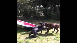 Boxer dog VS Cane Corso dog [upl. by Bocoj]