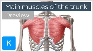 Main muscles of the trunk preview  Human Anatomy  Kenhub [upl. by Rabiah]