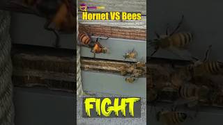 Hornet Vs Bees Fight  Who will win shorts [upl. by Leese]