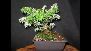 Abies koreana or Korean Fir Bonsai 13 [upl. by Kreiker]