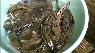 POLYPTERUS DELHEZI BARRED BICHIRARMOURED BICHIR [upl. by Ueihtam]