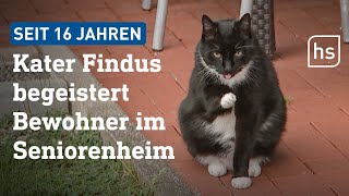 Diese Katze kommt immer wieder zurück ins Seniorenheim  hessenschau [upl. by Homere]