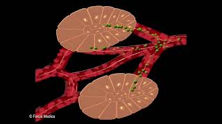 Types of Cell  Fundamentals of Biology [upl. by Dorman]