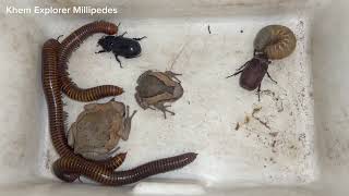 Captured Larvae Beetles And Creatures Millipedes And Other Poison Animals Wood Rotten insects [upl. by Laundes]