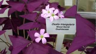 Oxalis Triangularis [upl. by Haidej786]