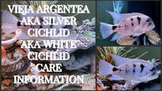 VIEJA ARGENTEA CICHLIDS AKA SILVER CICHLID AKA WHITE CICHLID CARE INFO [upl. by Rubie]