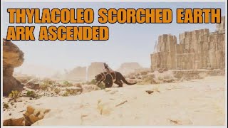 🐯 Ubicación THYLACOLEO SCORCHED EARTH ark survival ASCENDED  y como TAMEAR [upl. by Cass]