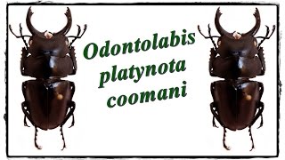 Odontolabis platynota coomani  Präparation  Mounting [upl. by Bennett]