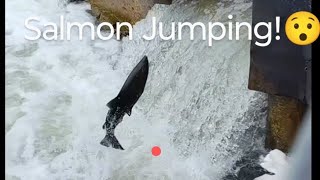 Salmon Jumping on the fish ladder 🎣 nature salmonrun livestream [upl. by Iy]